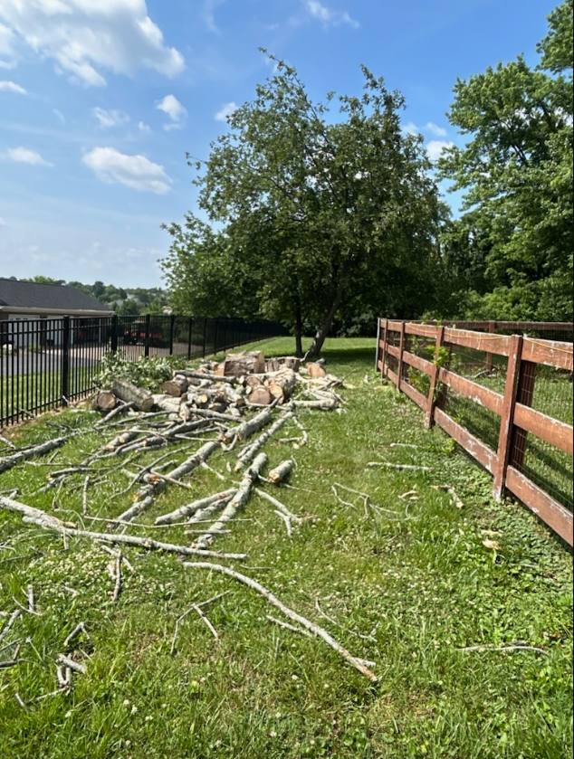 K&G Tree Service Expert Tree Company Serving Union, Burlington