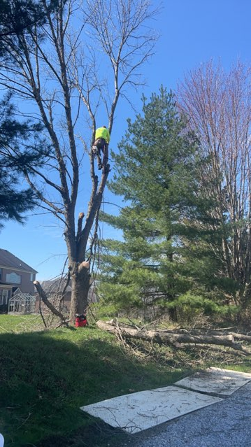 Gallery | K&G Tree Service