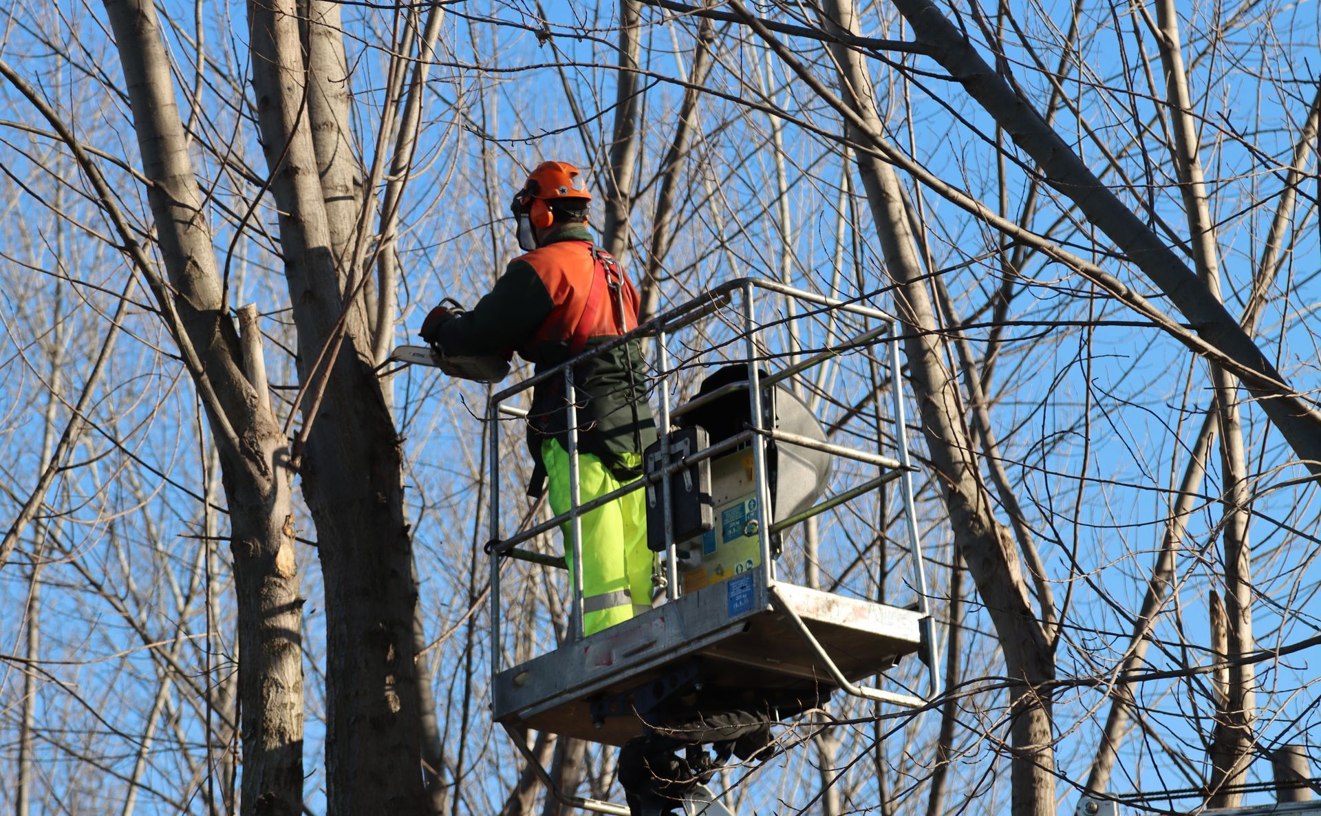 Worker with chainsaw careful to cut tree branches branches