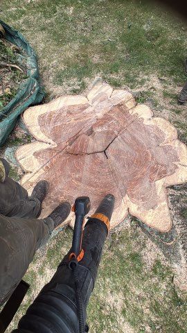 A stump is shredded with removal