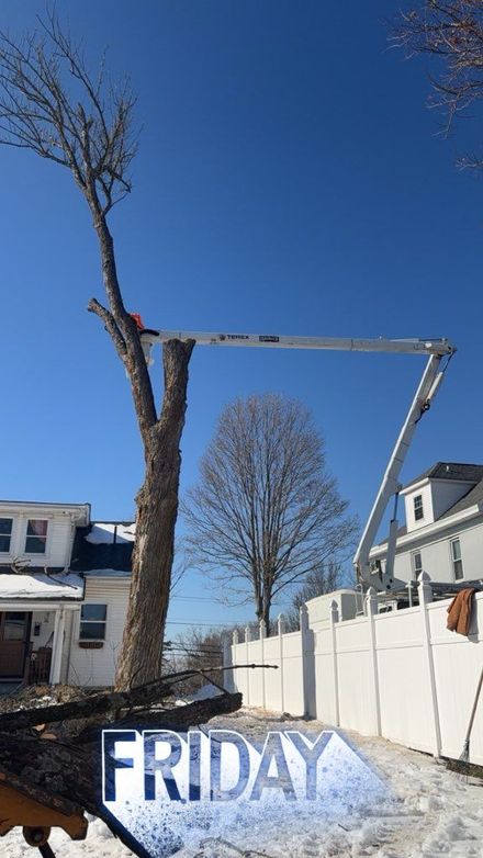 Arborist in safety harness cutting spruce with chainsaw from height