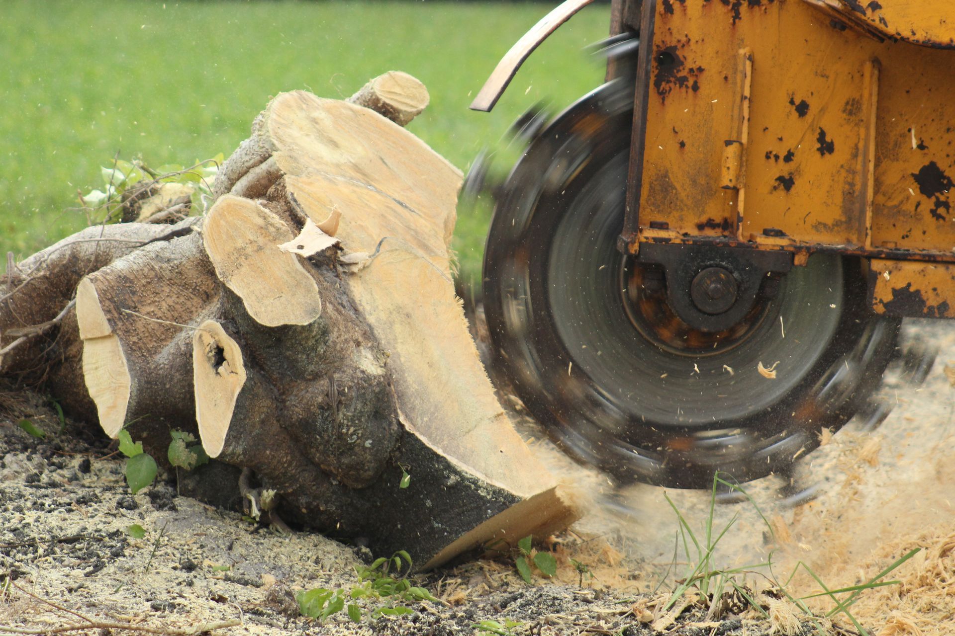 Stump Grinder Cutting Into a Large Tree Stump — Bennett's Tree Service in Redhead, NSW