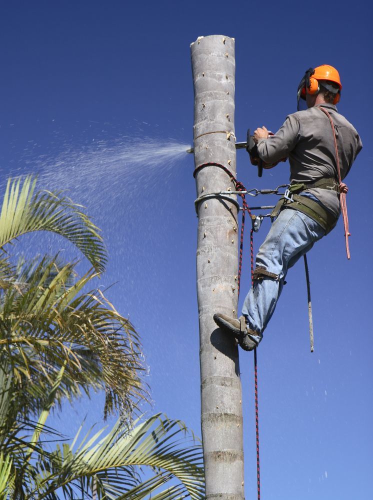 Arborist Cutting a Palm Tree With a Chainsaw — Bennett's Tree Service in Belmont, NSW