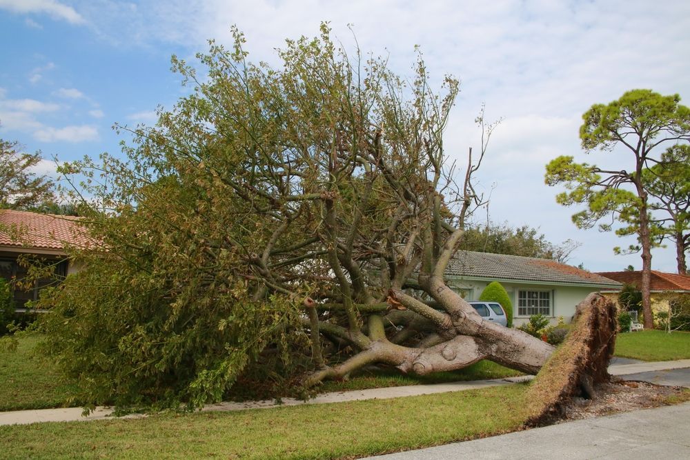 Fallen Tree on a Lawn in Front of a House — Bennett's Tree Service in Lake Macquarie, NSW