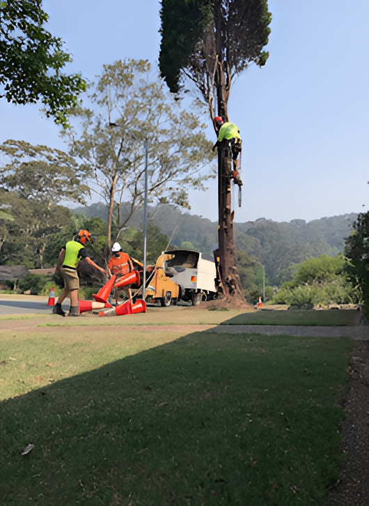 Tree Climbers Cutting Down a Tall Tree — Bennett's Tree Service in Redhead, NSW