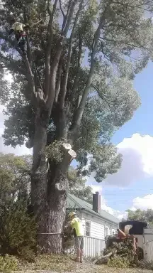 Man Trimming Tall Tree Near a House — Bennett's Tree Service in Redhead, NSW