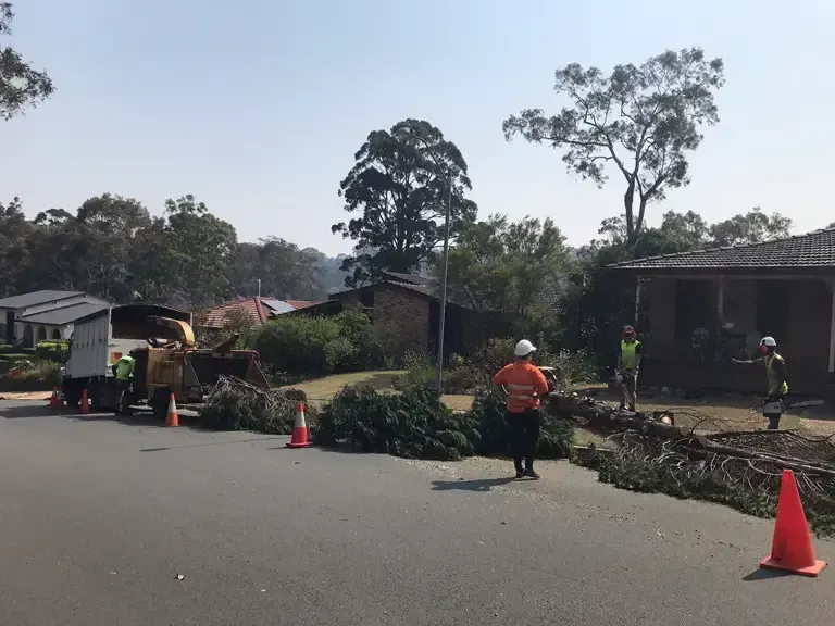 Arborist Climbing Tree — Tree Removal in Redhead NSW