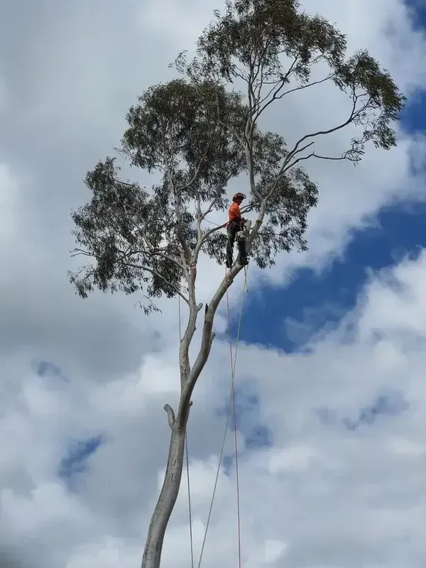 Arborist Attached to a Harness While Cutting a Tree — Arborist in Redhead NSW