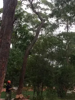 Arborist Cutting Down a Tree — Arborist in Redhead NSW