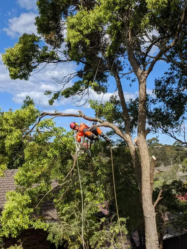 Arborist Working on a Large Tree — Arborist in Redhead NSW
