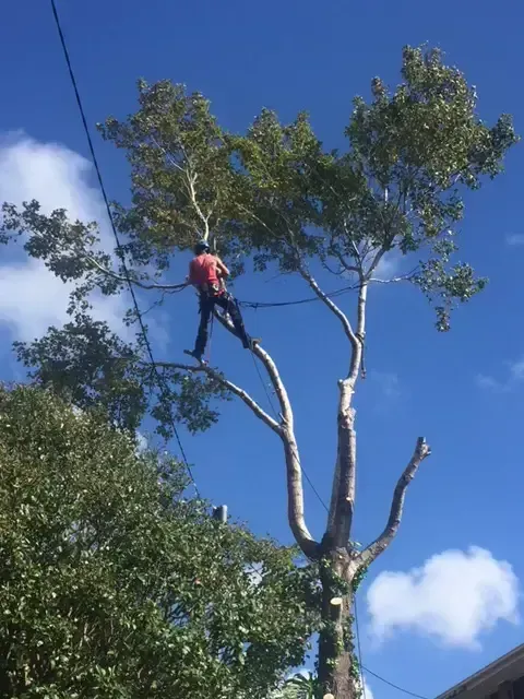 Arborist Working on a Tall Tree — Arborist in Redhead NSW
