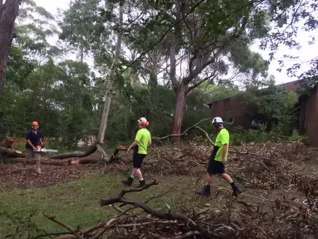 Arborists Carrying Tree Branches — Arborist in Redhead NSW