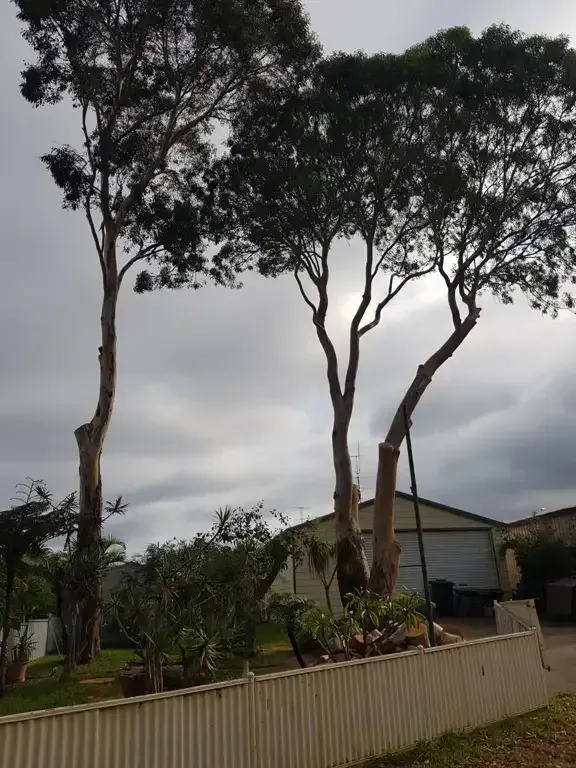 Three Tall Trees With Trimmed Trunks — Bennett's Tree Service in Redhead, NSW