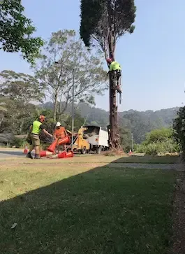 Group of Workers Cutting Down a Tree — Arborist in Redhead NSW