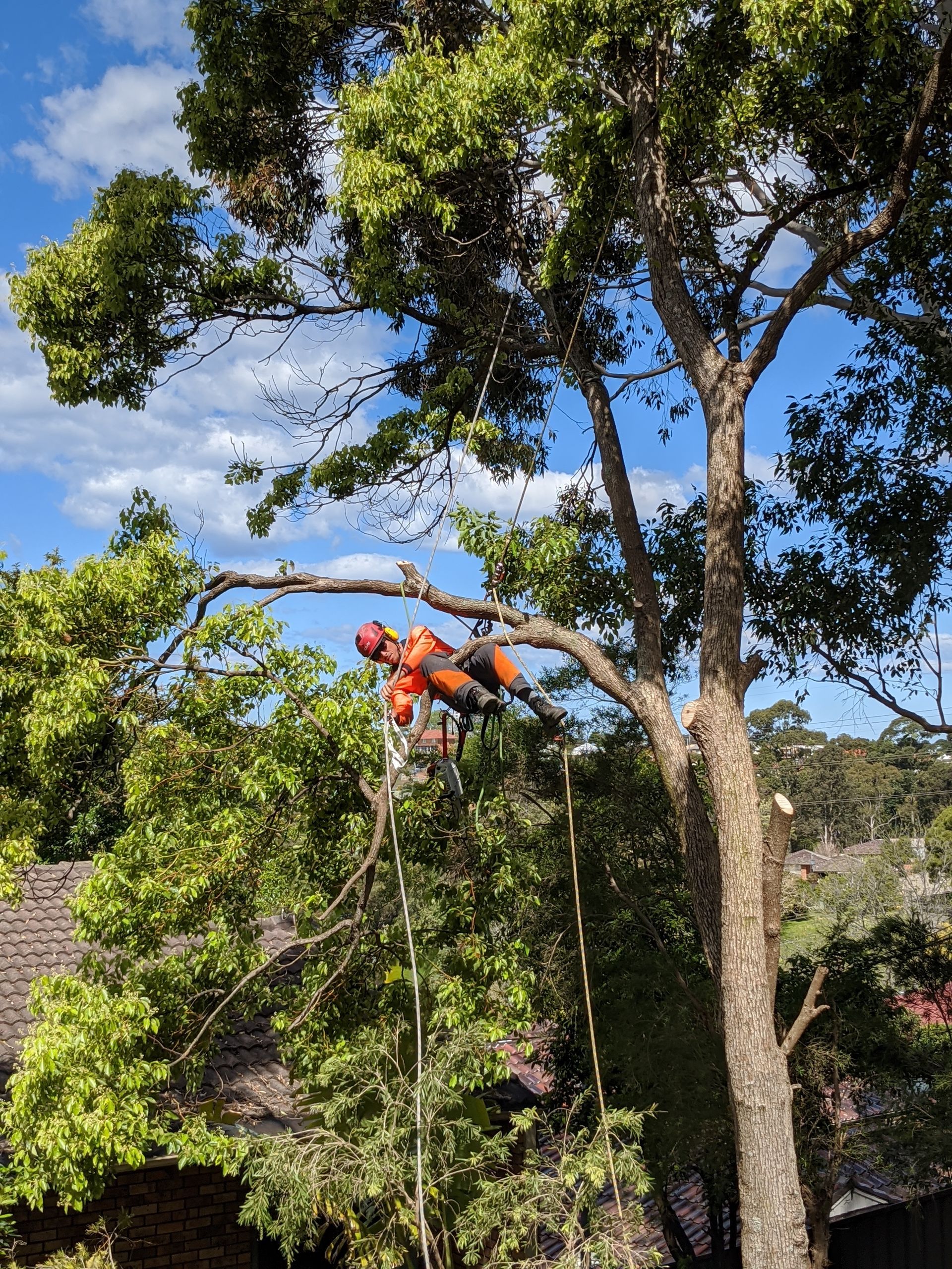 Arborist Using a Chainsaw to Trim a Tree Branch —Bennett's Tree Service in Redhead, NSW