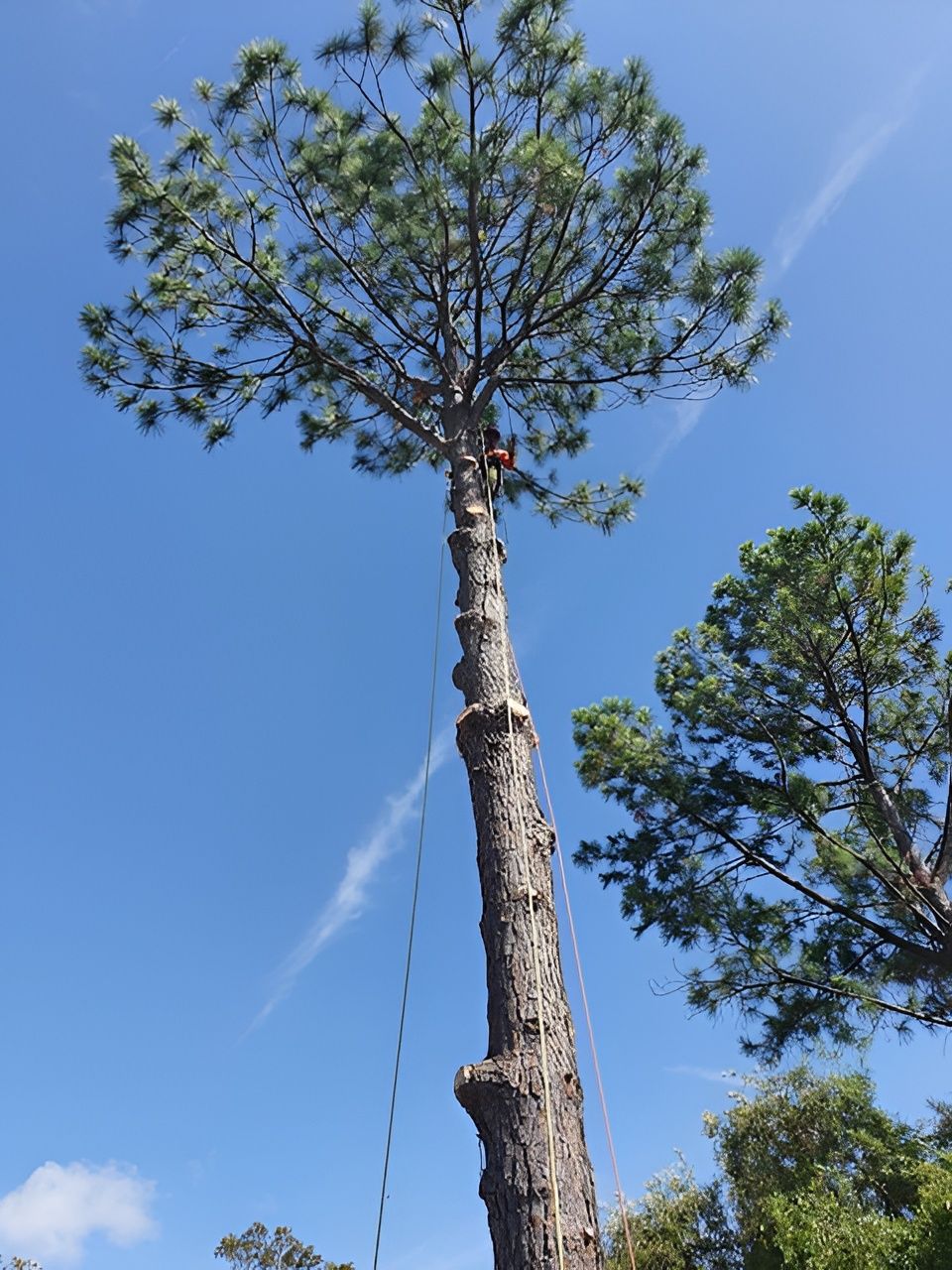 A Person Trims a Tall Pine Tree Under a Bright Blue Sky — Bennett's Tree Service in Lake Macquarie, NSW