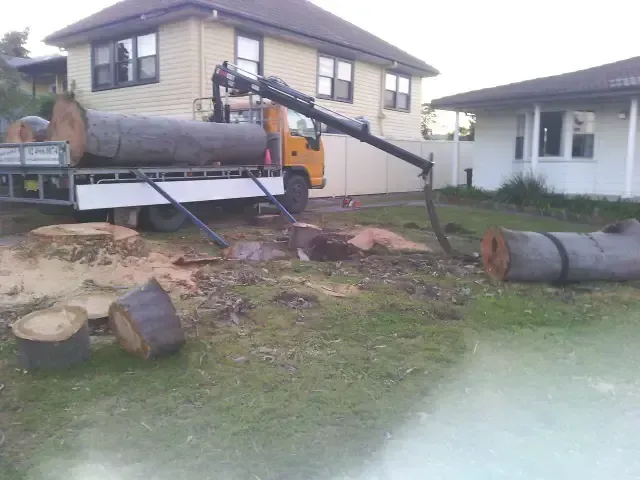 Tree Logs Being Transported — Arborist in Redhead NSW