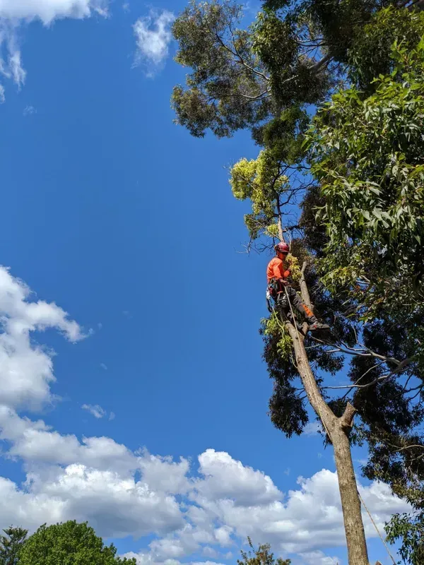 Worker Trimming a Tree — Arborist in Redhead NSW