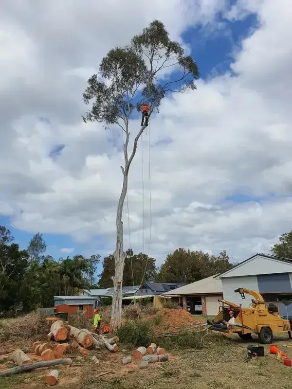 Worker on a Tall Tree — Arborist in Redhead NSW