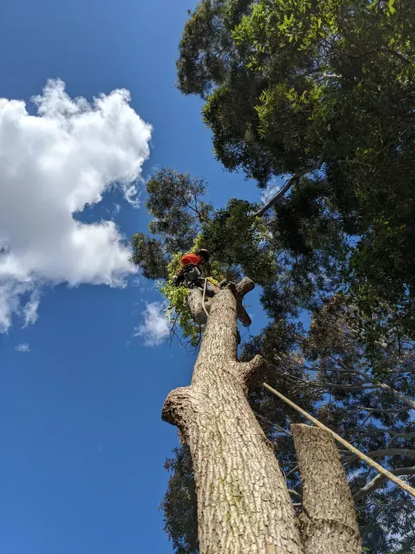 Arborist in orange harness atop a tall tree — Bennett's Tree Service in Maitland, NSW