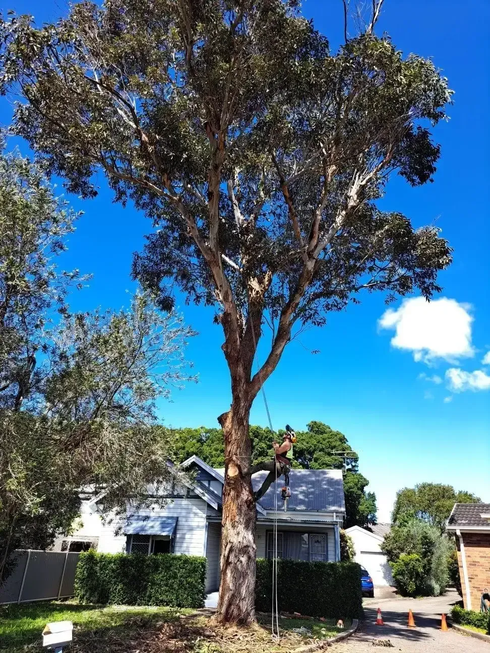 Man Trimming a Tall Tree Near a House — Bennett's Tree Service in Dudley, NSW
