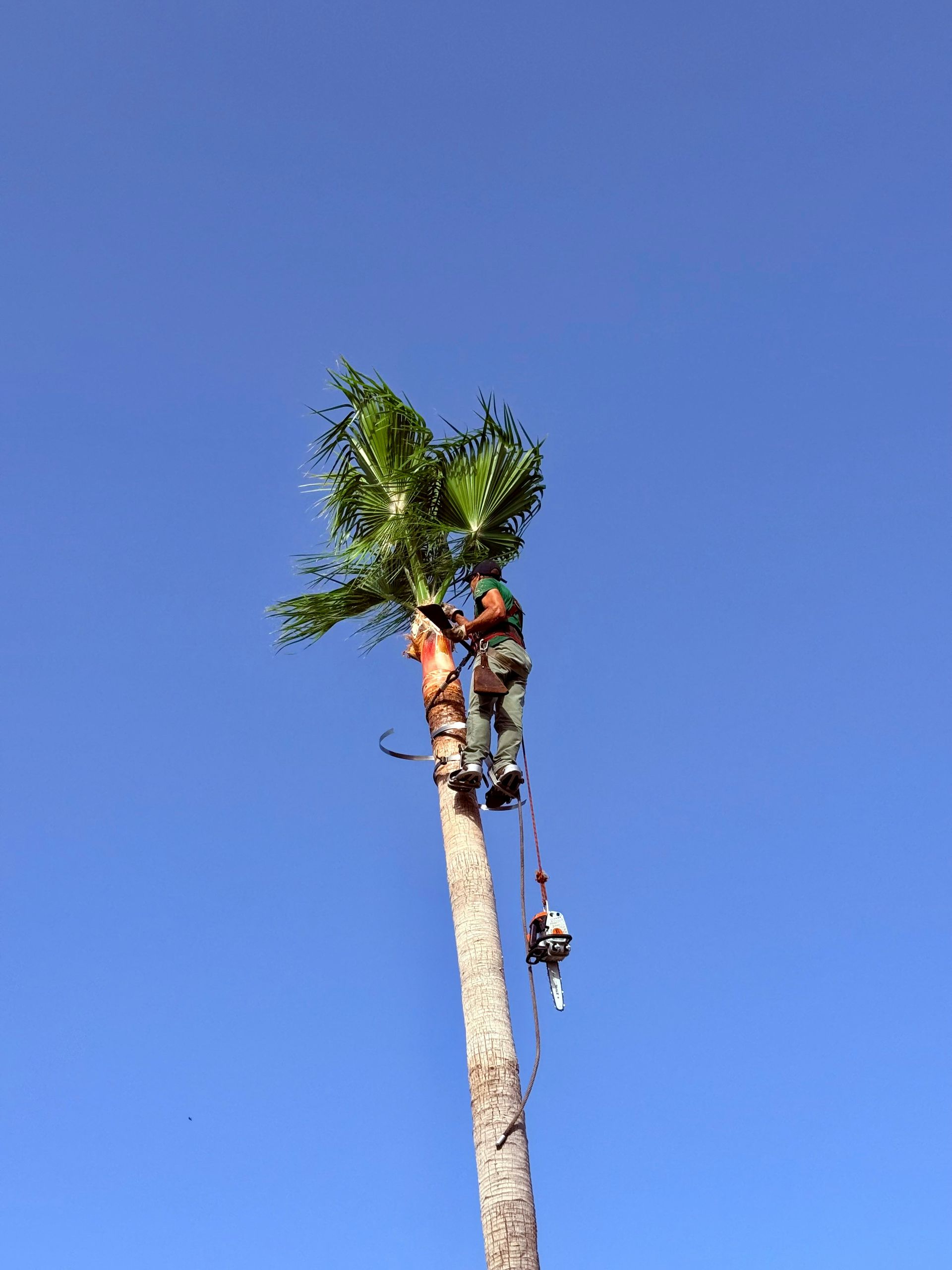 Two tree climbers trimming — Bennett's Tree Service in Redhead, NSW