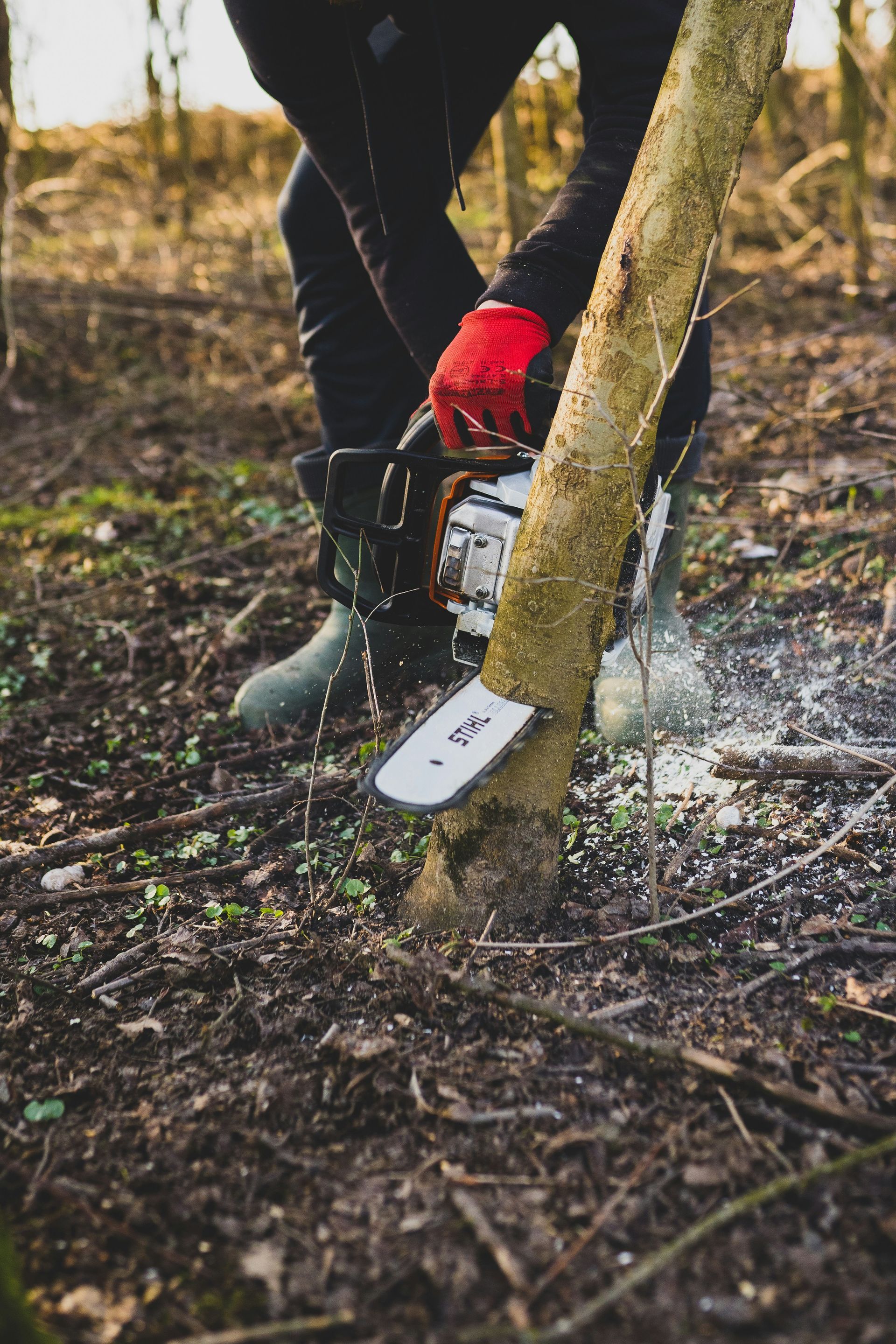 Arborist Cutting Tree — Bennett's Tree Service in Redhead, NSW