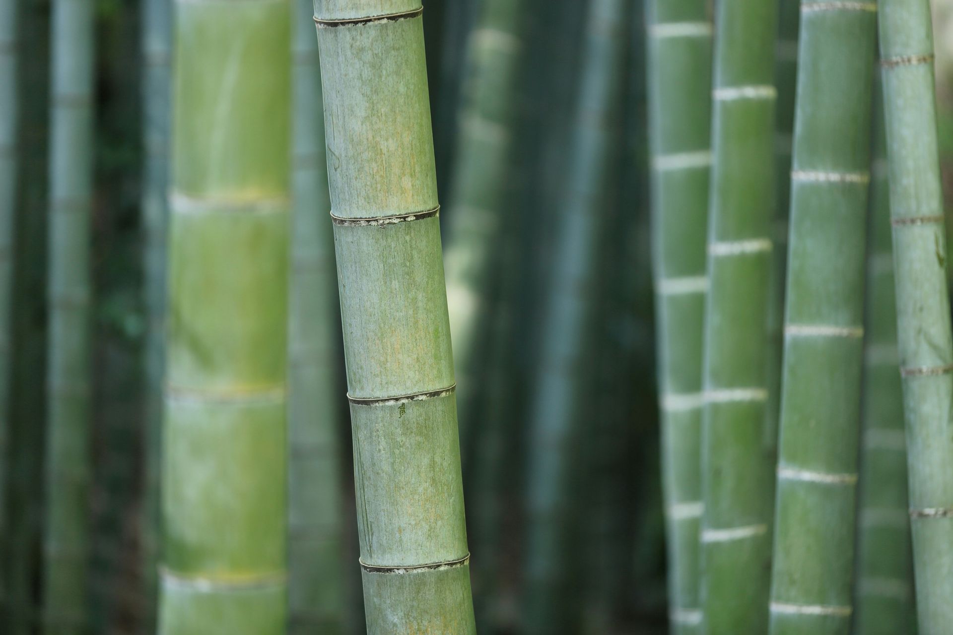 Green Bamboo Stalks in a Grove, Segmented With Visible Nodes — Bennett's Tree Service in Lake Macquarie, NSW