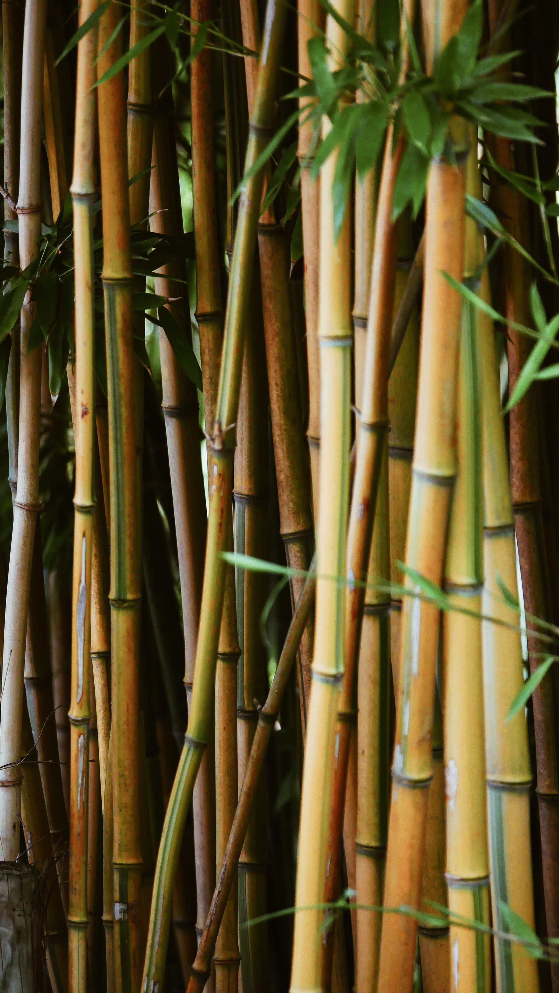 Golden Bamboo Stalks With Green Leaves — Bennett's Tree Service in Lake Macquarie, NSW