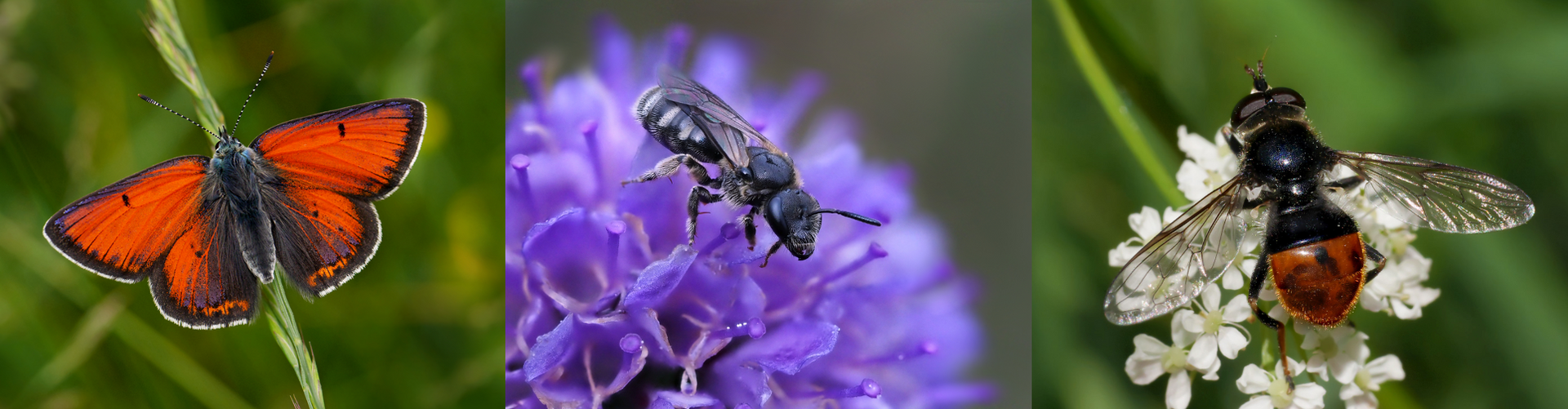 banner impollinazione