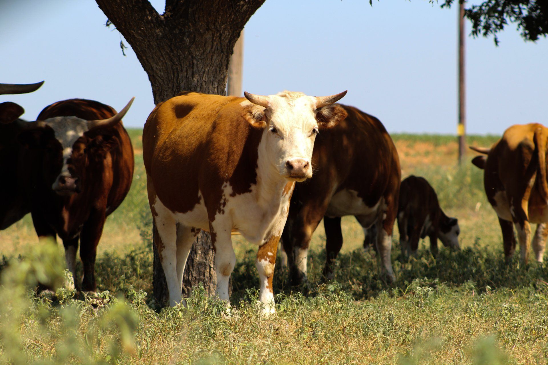 City of Amherst site