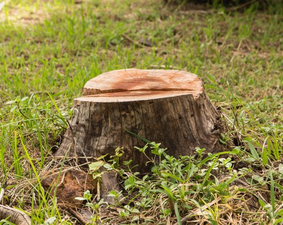 a tree stump is sitting on top of a lush green field .