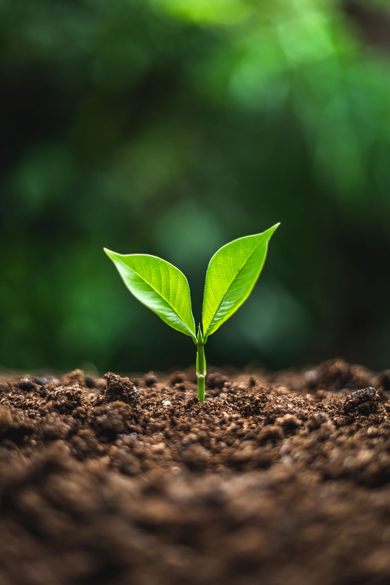 Green seedling sprouting from brown soil with blurred green background.