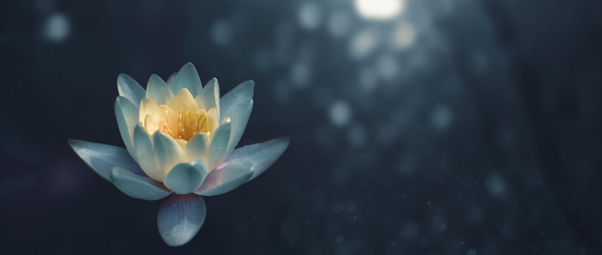 A close up of a lotus flower with a yellow center on a dark background.