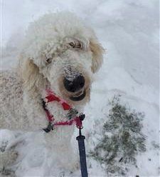 Mini poodle in the snow