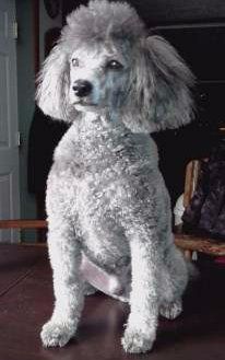 at what age is a standard poodle full grown