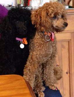 Two Poodles side by side