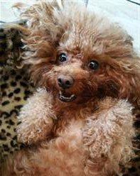 funny Poodle