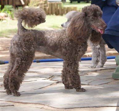 Poodle with healthy skin