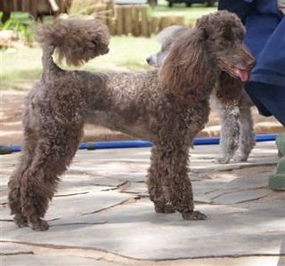 how high for a standard poodle feed bowl