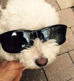 Poodle with sun glasses