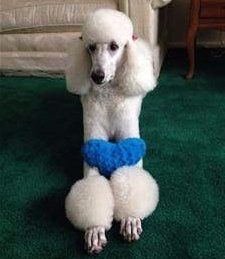 2 year old standard Poodle