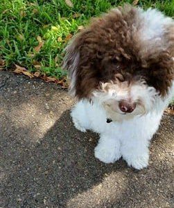 toy-poodle-white-and-brown 
