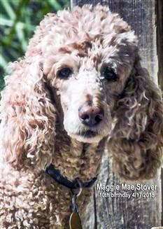 standard Poodle outside in the summer