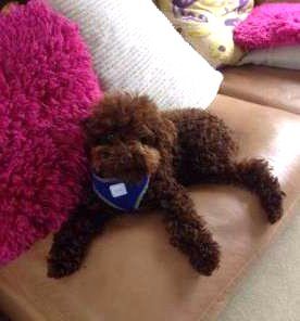 Cute red Poodle on sofa