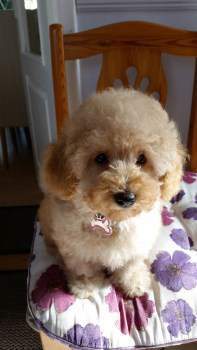 Poodle Dog Mohawk Haircut Toy Poodle Mohawk Poodle Mohawk Haircut 2025