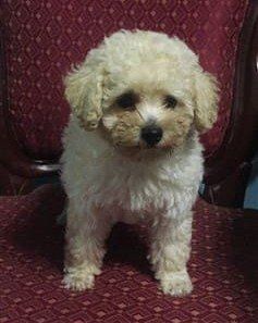 Toy Poodle in furniture, white and tan