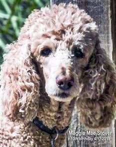 Toy poodle 2024 in heat