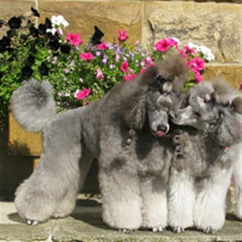 shampoo for red poodle