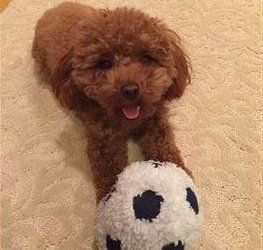 solid red toy Poodle